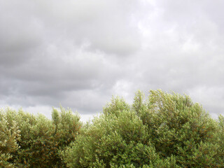 Olive tree agriculture against sky with clouds