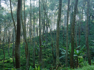 Fototapeta na wymiar Morning light in beautiful jungle with pines