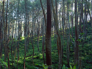 Morning light in beautiful jungle with pines