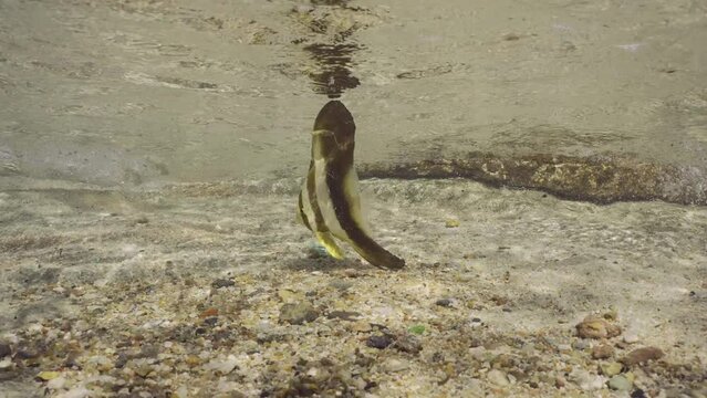 Juvenile Batfish (Platax orbicularis) swimming under waves over sandy bottom in coastal zone in brightly sun rays, Slow motion. Baby Bat fish swims in surf zone on sunny day