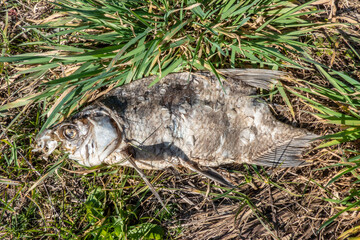 A dead fish on land in considerable decay
