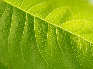 fresh green leaf of closeup