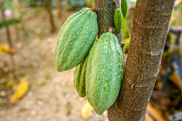 Fresh green un-harvested cacao pods,Raw green cacao at cocoa tree