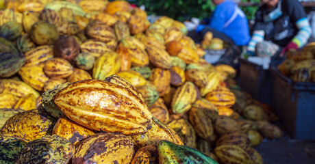 Plenty of yellow ripe cocoa pods stacked in crates with workers sorting fresh cocoa fruit.
