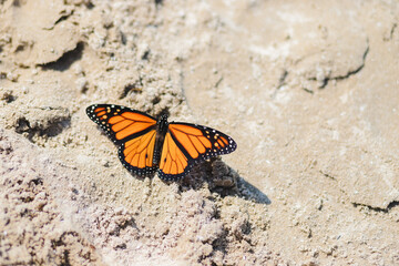 Fototapeta na wymiar Butterfly in Sand