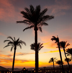 Obraz na płótnie Canvas Silhouettes of palm trees at sunset.