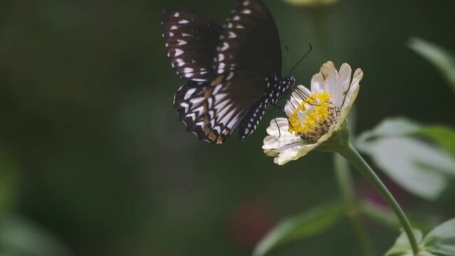 close-up of a common mime butterfly feeding on a white zinnia in the garden