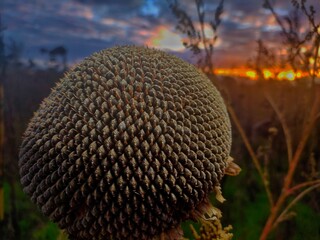 ripe sunflower at sunset Harvesting of sunflower seeds