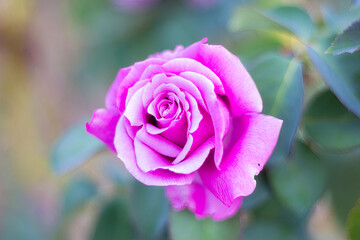 Close-up of a pink rose with blurred background and copy space.