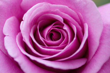 Close-up of a pink rose. Concept of romance, love.