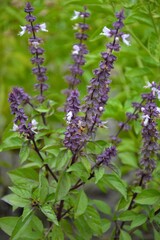 Purple basil eco farm