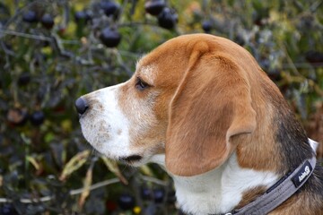 Beagle dog in profile in the garden against the background of a tomato