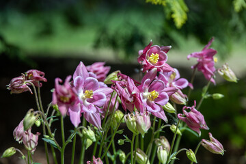 Obraz premium Cluster of Pink Flowers