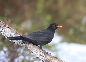 blackbird