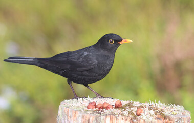 blackbird