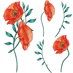 Waercolor floral art deco poppy decoration