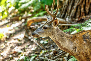 Deer in the woods