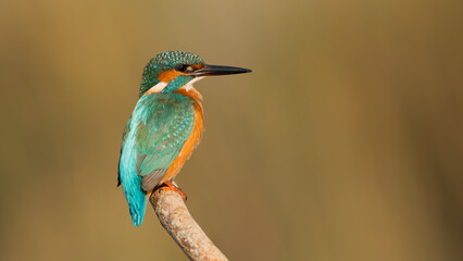 Obraz premium Kingfishers