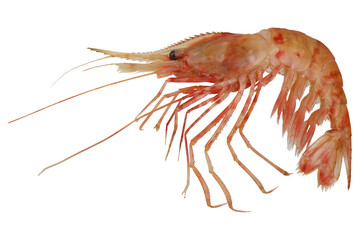 Shrimp. Fresh sea food