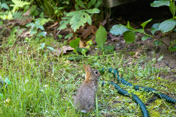 Baby Rabbit in an Overgrown Yard