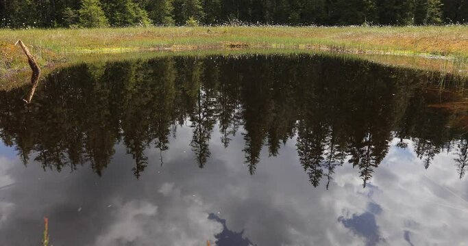 Active peat bogs, Molhasurile de la Izbuce in Apuseni Natural Mountains Park with clouds an spruce forest reflected on water lake. Black lakes are considered The Black Eyes of Nature. 4k video