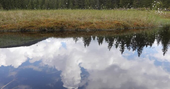 Active peat bogs, Molhasurile de la Izbuce in Apuseni Natural Mountains Park with clouds an spruce forest reflected on water lake. Black lakes are considered The Black Eyes of Nature. 4k video