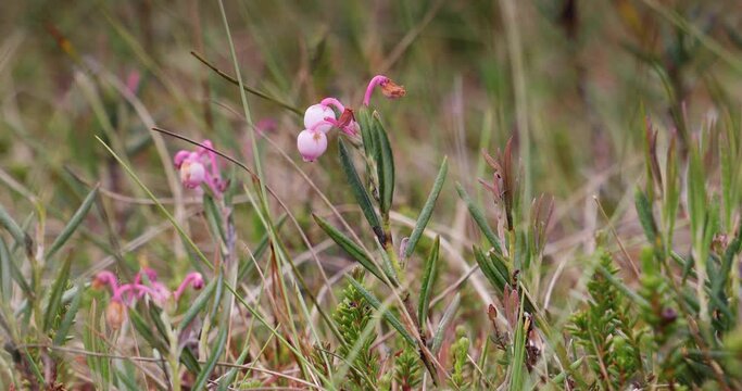 Andromeda polifolia (bog-rosemary) grows on the shore of a bogs and is only found in bogs in cold peat-accumulating areas. Selective focus. 4k video
