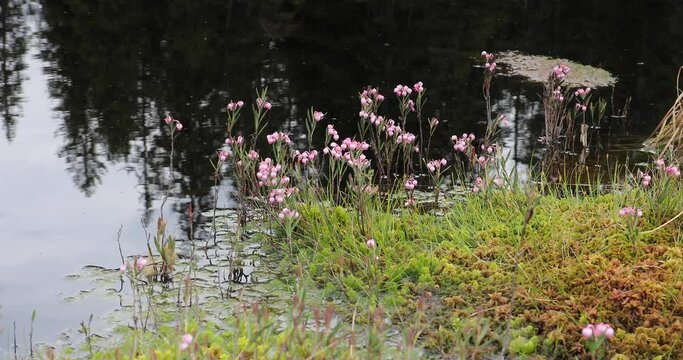 Andromeda polifolia (bog-rosemary) grows on the shore of a bogs and is only found in bogs in cold peat-accumulating areas. Selective focus. 4k video