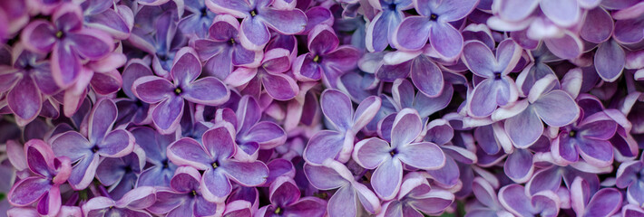 Lilac flowers background. Spring floral background with purple, pink, lilac flowers. Texture. Spring bloom. Lilac bush.