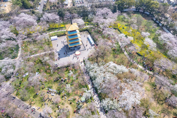 East Lake Cherry Garden, Wuhan, China