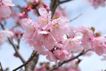 Fototapeta na wymiar 桜の宴