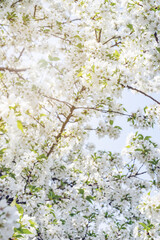 white cherry blossoms in spring
