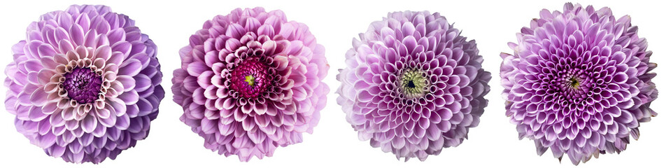 Assorted lavender pastel dahlia flower heads on transparent PNG background. Created with Generative AI.