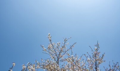 White cherry blossoms blooming in the blue sky