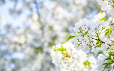 white cherry blossoms in spring
