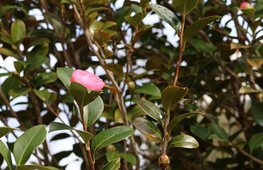Pink flower blooming in a garden in Spring