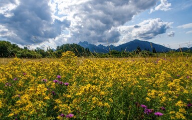 Wild flower meadow in mountain at day. Discover the beauty of spring nature