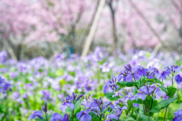 February orchid in spring bloom