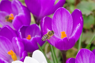 Fototapeta premium Krokus