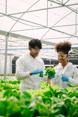 African American Plant Genetic Expert researcher and friends testing quality and bacteria contained in the mixture of water in a closed greenhouse hydroponic vegetable garden