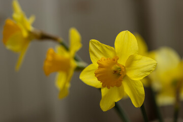 Obraz premium The yellow daffodil bursts forth from the earth, a beacon of hope and renewal. Its vibrant petals exude joy and optimism, signaling the arrival of spring and the promise of warmer days ahead.