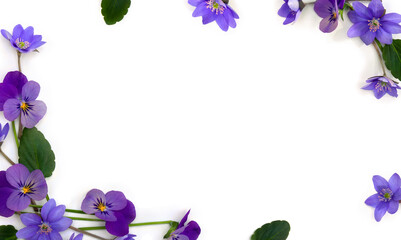 Naklejka na ściany i meble Flowers viola tricolor ( pansy ) and blue flowers hepatica ( liverleaf or liverwort ) on a white background with space for text. Top view, flat lay