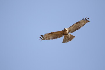 osprey in flight