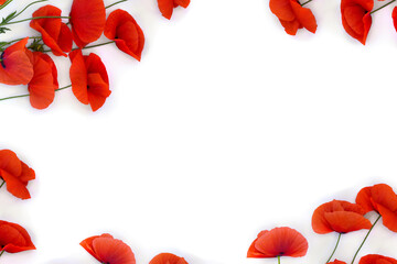 Flowers red poppy ( Papaver rhoeas, corn poppy, corn rose, field poppy, red weed ) on a white background with space for text. Top view, flat lay
