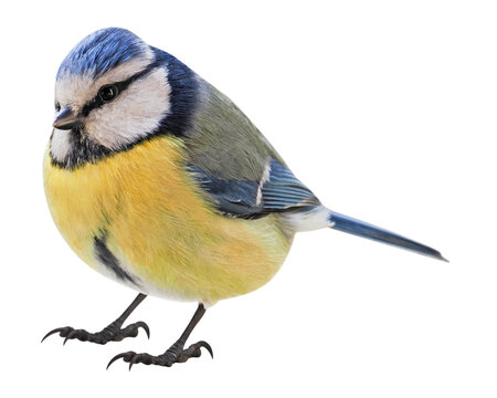 Blue Tit (Cyanistes caeruleus), Titmouse, PNG,  isolated on transparent background