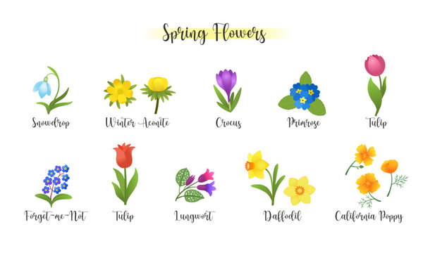 Spring flower set vector illustration with plant names. Early bloossom springtime flowers bloom. Vector drawing isolated on white background. Floral clipart for spring projects web or print.