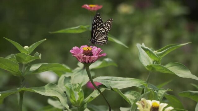 common mine butterfly feeding on a pink zinnia flower in the garden