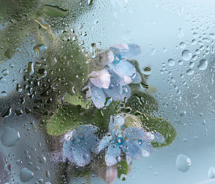 Blue tweedia flower behind wet glass. Floral concept macro background	