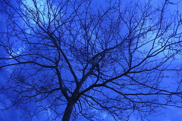 Vegetation in an urban park