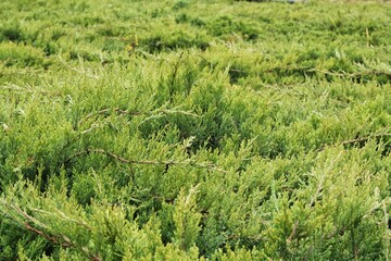 Green branches of thuja tree. Evergreen chinese cypress tui coniferous. Thuya juniper twig. Decorative plant gardening. Nature cedar christmas composition leaves texture pattern background. Close-up